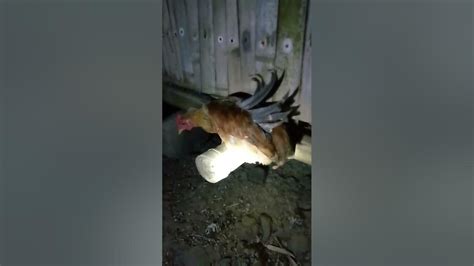 manok Hindi makadapo SA Sanga baliktad ang balahibo .